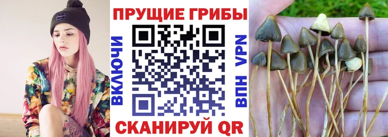 Псилоцибиновые грибы MAGIC MUSHROOMS  Купить  Чусовой 